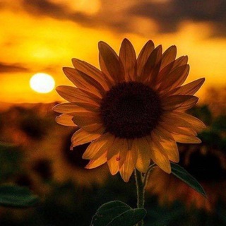 Telegram profile photo for دردشه بنات سروش🌹