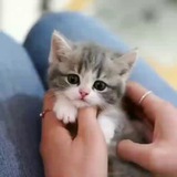 Telegram profile photo for Cat Templates