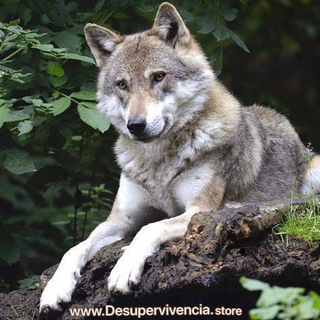 Telegram profile photo for 🌿🐺Preparación España🐺🌿
