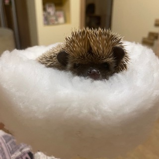 Telegram profile photo for Ёжик ёжик