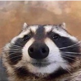 Telegram profile photo for Raccoon Calls