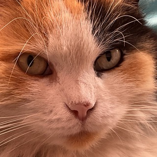 Telegram profile photo for STPRRT