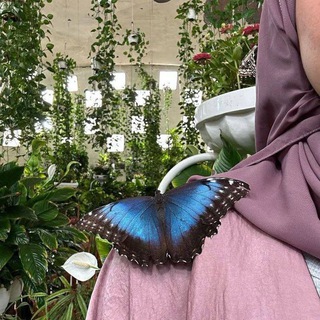 Telegram profile photo for • عـالمـي الصغير 🦋⤹