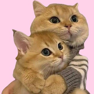 Telegram group profile photo for Lilo Twins 双胞胎 | Official Chat