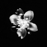 Telegram profile photo for 4 T E E N 4 E V E R