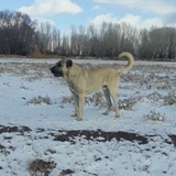 Telegram profile photo for سگ های جنگی