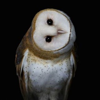Telegram profile photo for 𝙄𝙣𝙛𝙤 𝙠𝙞𝙠𝙨𝙮 𝙡𝙞𝙠𝙚 𝙖𝙧𝙩𝙞𝙨𝙩