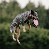 Telegram profile photo for хилеренок сокки 🦭
