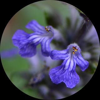Telegram profile photo for Leben und Wirken im Einklang mit der Natur
