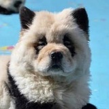 Telegram profile photo for Painted Dog ($PANDA) Community Portal