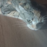 Telegram profile photo for Школьная жизнь