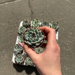 Telegram profile photo for СУККУЛЕНТЫ Flo Москва розница и опт