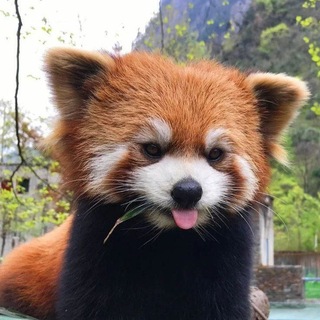 Telegram profile photo for Star Corner