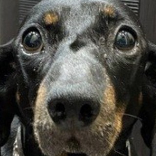 Telegram profile photo for Сливы вкусные очень