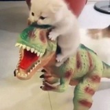 Telegram profile photo for $