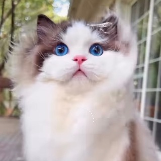 Telegram profile photo for Giffunn