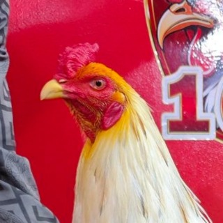 Telegram profile photo for SB24 មាន់ជល់💸🐓🏆