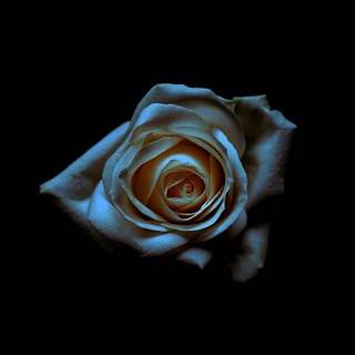 Telegram profile photo for ﮼مارس