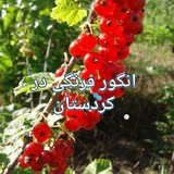 Telegram profile photo for نهالستان انگور فرنگی در کردستان