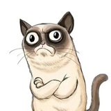 Telegram profile photo for Сердитый
