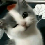 Telegram profile photo for Sk km