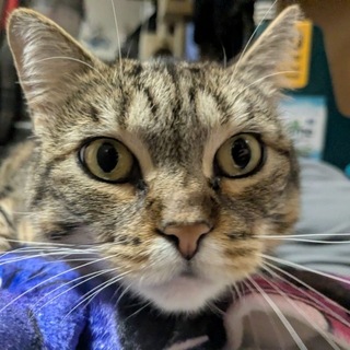Telegram profile photo for Pictures of my cat