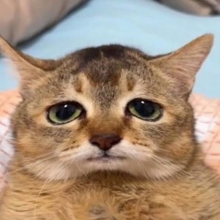 Telegram profile photo for Kotik Vozit