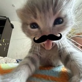 Telegram profile photo for β πππππΎππ αΆ» π π°