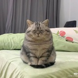 Telegram profile photo for Airdrop reff share