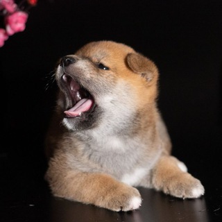 Telegram profile photo for "MAMORI NO MORI" Монопородный питомник Сиба-ину ❤️Самара
