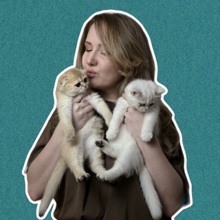 Telegram profile photo for My•Little•Fluffy Шотландские Шиншиллы