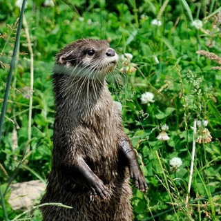 Telegram profile photo for Otter Appreciation