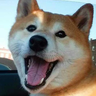 Telegram profile photo for Shiba Inu / Cute Doge / Dog Pictures / Photos / Videos
