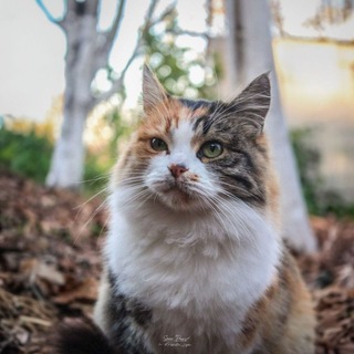 Telegram profile photo for Photographer in focus