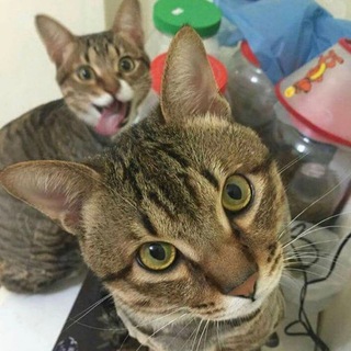 Telegram profile photo for Catoverflow@Reserve