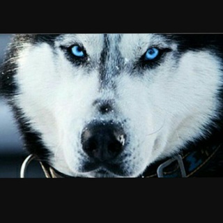 Telegram profile photo for 💯♨💝🌍Mazandaran_Husky🌍💝♨💯