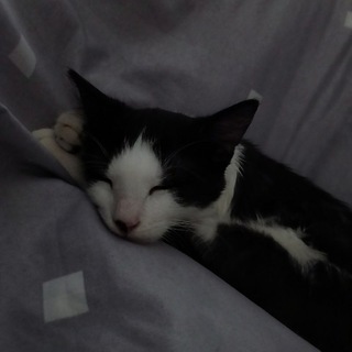 Telegram profile photo for элик агро школьник🐈⬛️