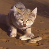 Telegram profile photo for qualityvans