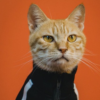 Telegram profile photo for Klaus hot