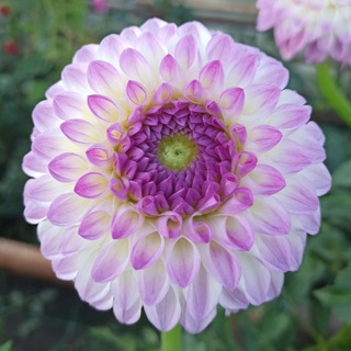 Telegram profile photo for Georgina_dahlia_23