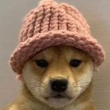 Telegram profile photo for Dog wif hat