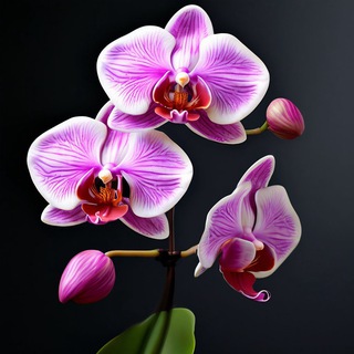 Telegram profile photo for My Orchids Shop