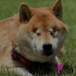 Telegram profile photo for blind dog