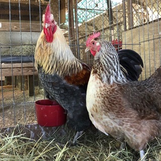 Telegram profile photo for Make Chickens Great Again