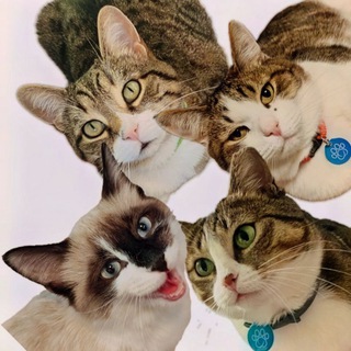 Telegram profile photo for Курзики и их люди