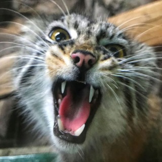 Telegram profile photo for Kittyposting