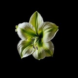 Telegram profile photo for 🌷 flower vpn news