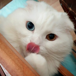 Telegram profile photo for Лéмбас и хлебное братство