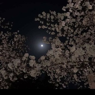 Telegram profile photo for Moonlight