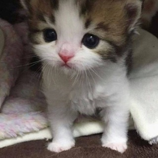 Telegram profile photo for Гифки с котятами (но не только)